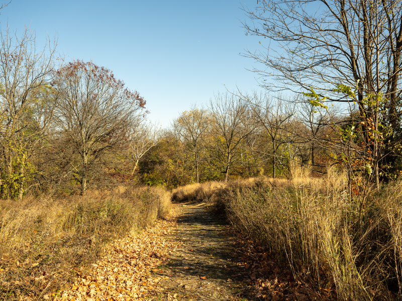 Path through a meadow at FDR Park